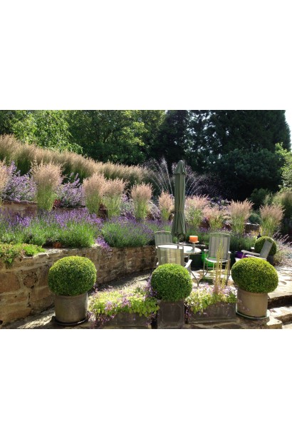 Вейник остроцветковый Овердам / Кунишник